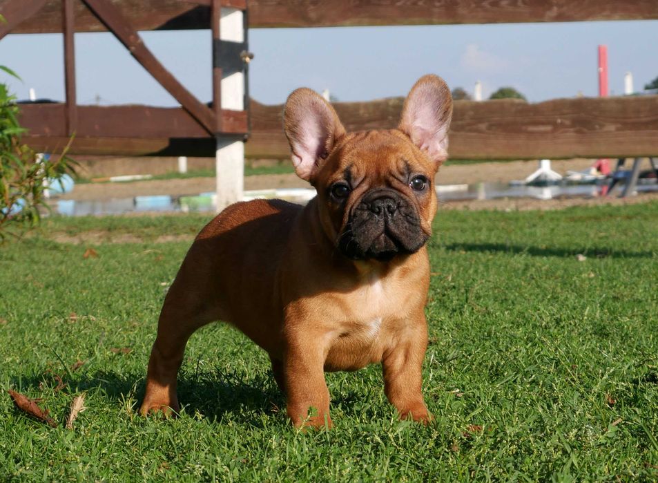 Buldog francuski FCI, prawdziwy rodowód ZKwP cudowna ruda suczka XENA