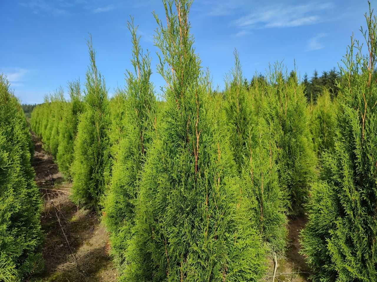 Tuja Szmaragd Thuja Smaragd gęsta 120 cm kopana z gruntu. Żywopłot