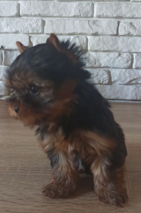 Yorkshire terrier