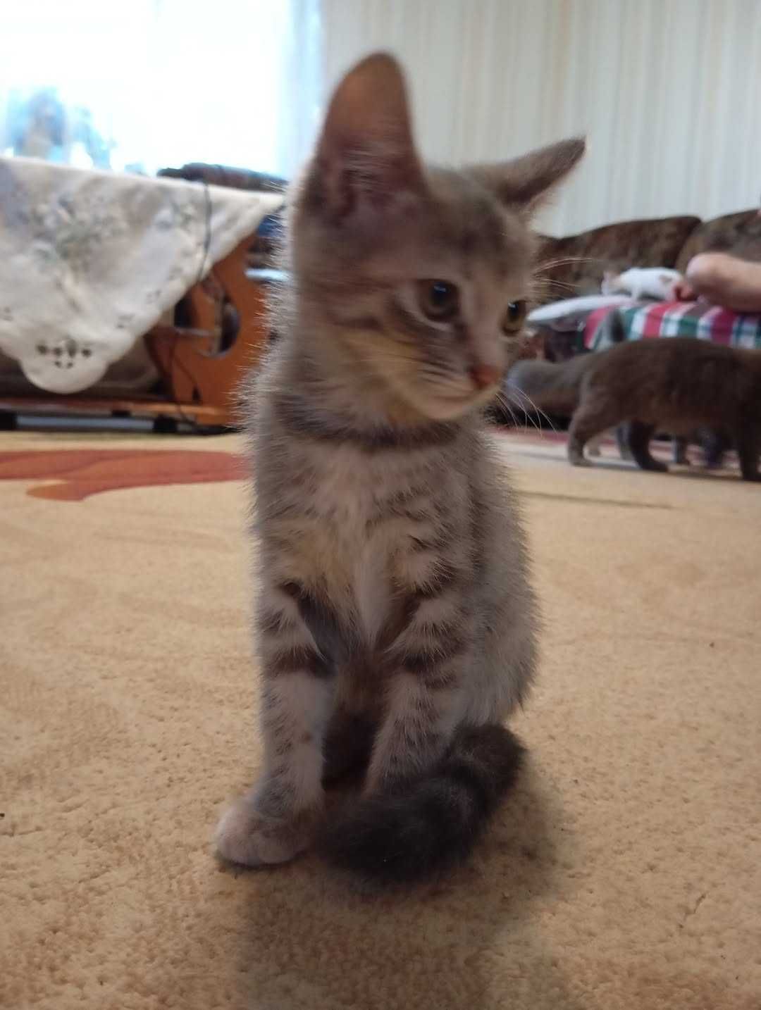 Котики-муркотики
