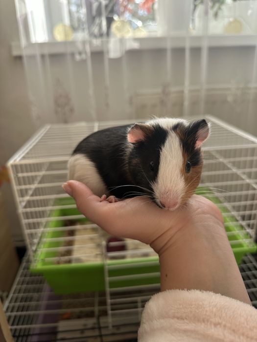 Продам морську свинку, дівчинку + клітка
