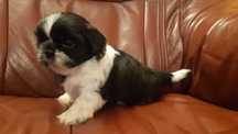 Shih tzu suczka z rodowodem