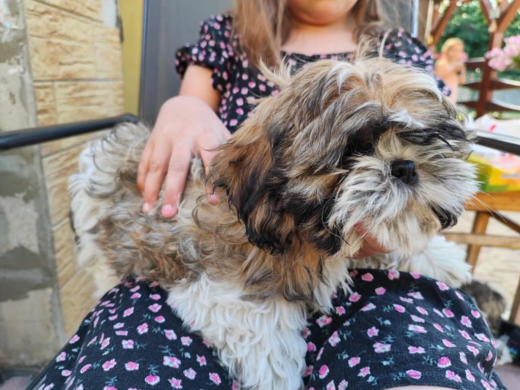 Shih Tzu z rodowodem
