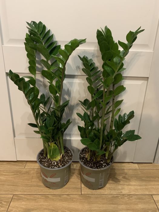 Заміокулькас  на подарок вис 90 мм