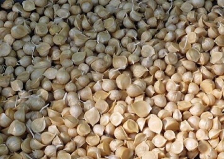 Чеснок Рокамболь( детка) 125 грн за 100 грамм