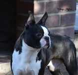Boston Terrier reproduktor ZKwP/FCI