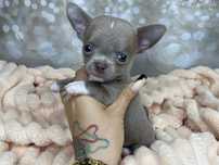 Chihuahua***Liliowy***Do***Rezerwacji