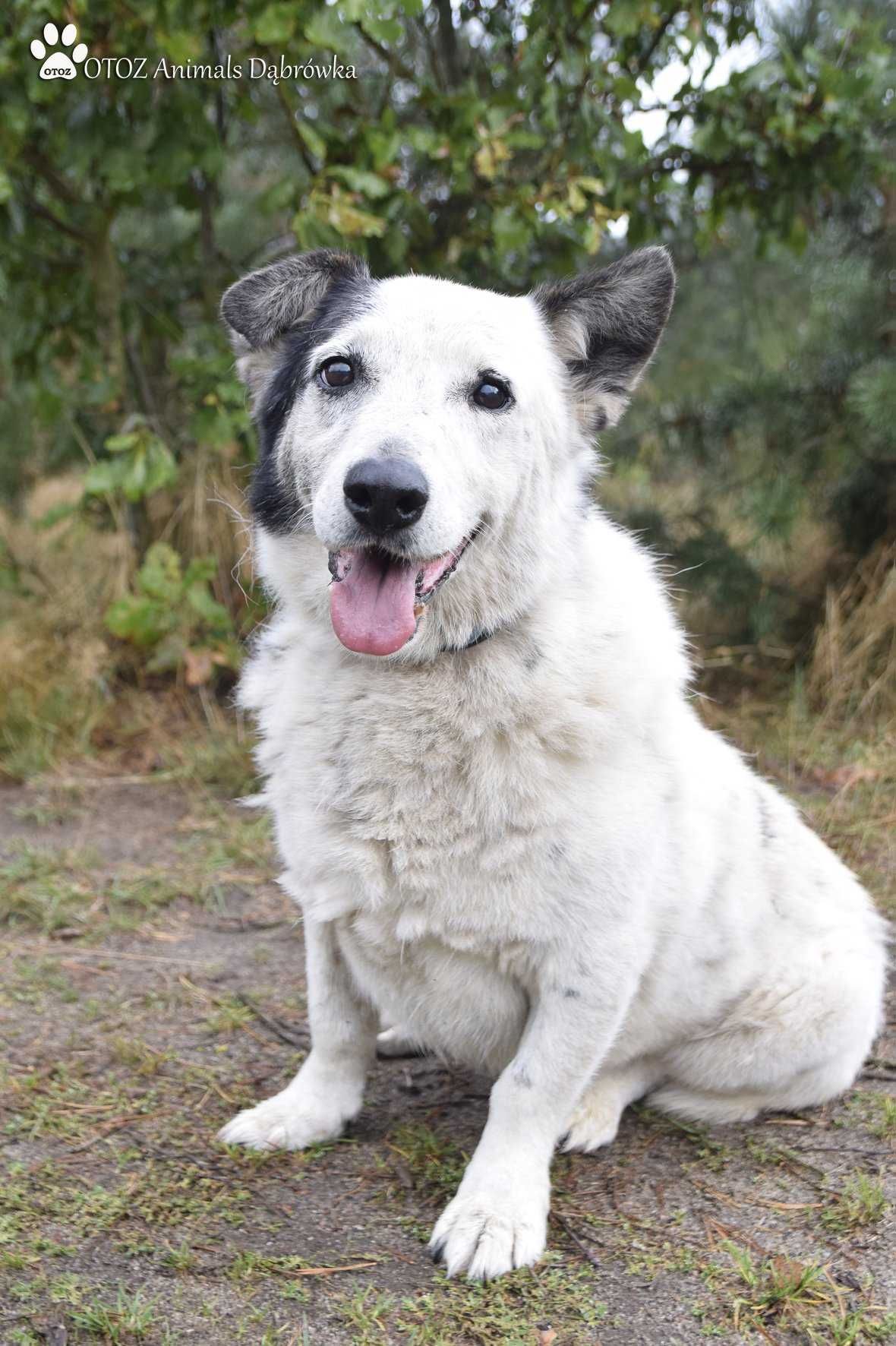 Bielik i Wika - duet idealny - OTOZ Animals Schronisko w Dąbrówce