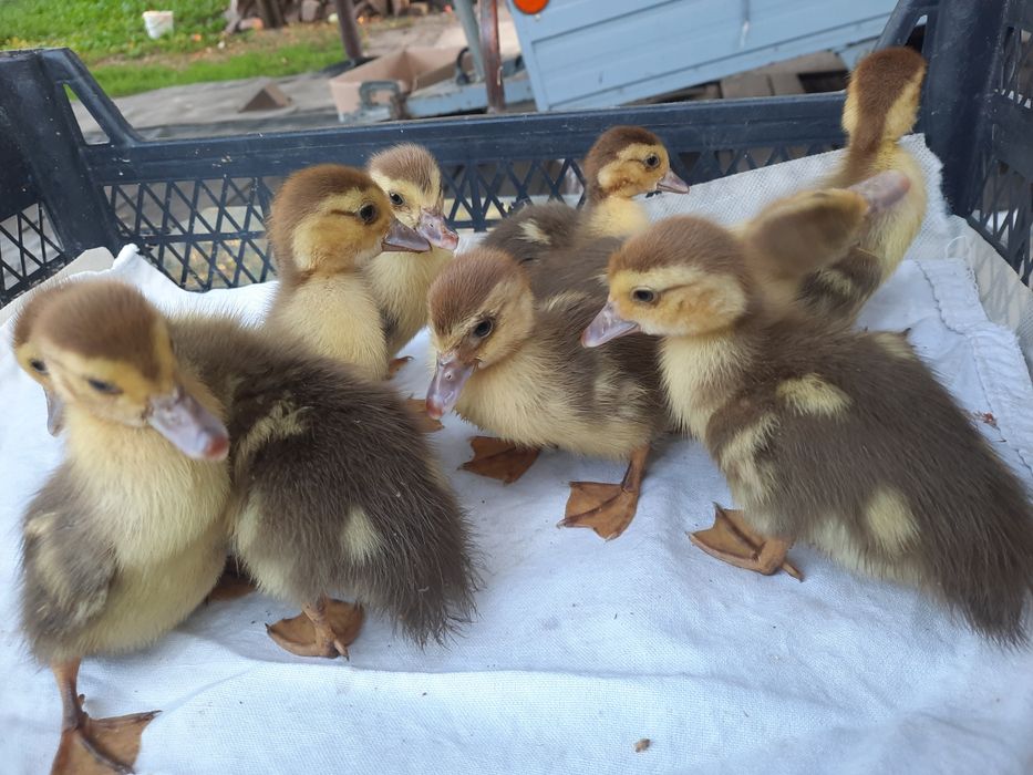 Індоутки, 18 днів