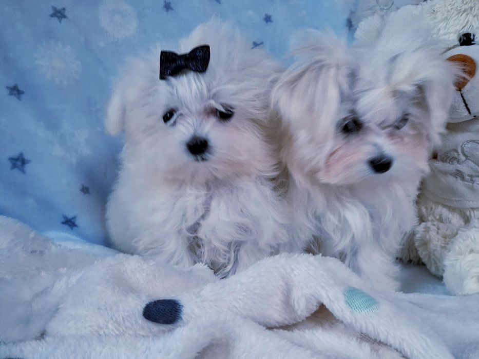 Maltańczyk wyjątkowy śliczny piesek