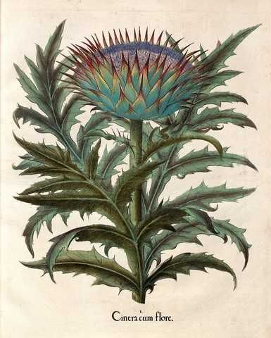 1713 r. Kwiaty  reprint XVIII w . grafik - wysyłka olx