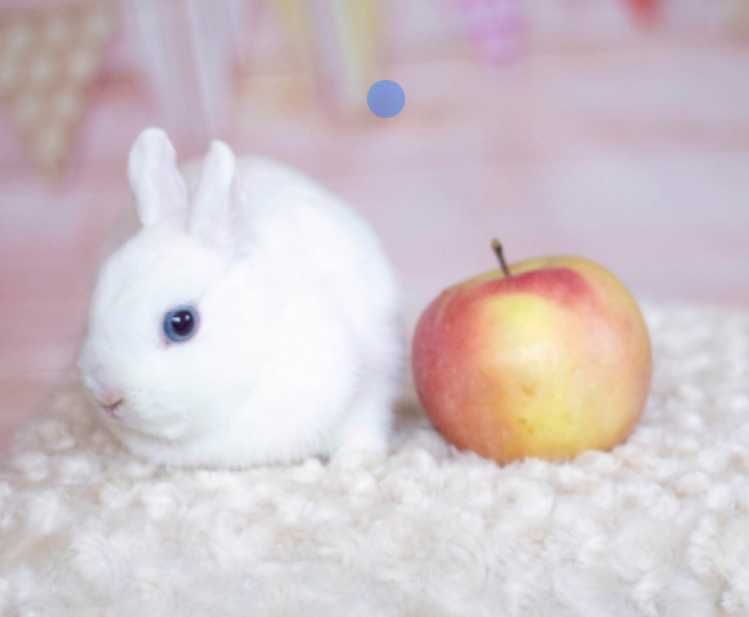 Порода Гермелін, кролик карликовий декоративний з розплідника
