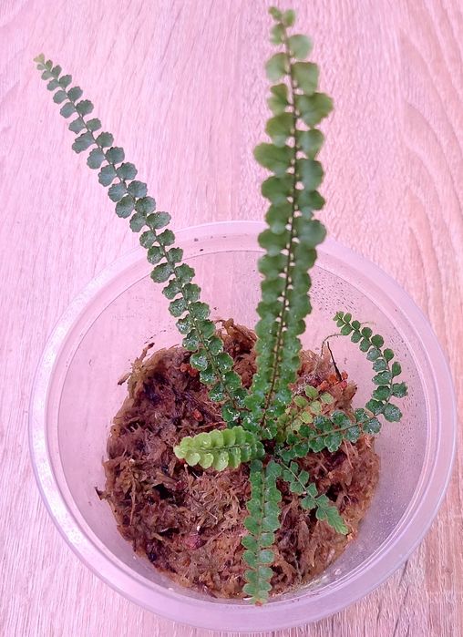 Rośliny do terrarium