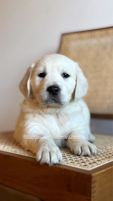 Golden retriever szczeniak suczka biszkoptowa