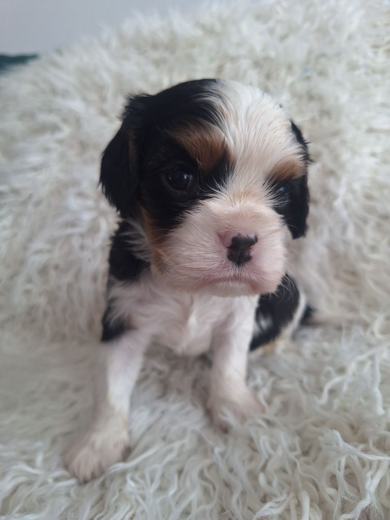 Cavalier King Charles Spaniel piesek