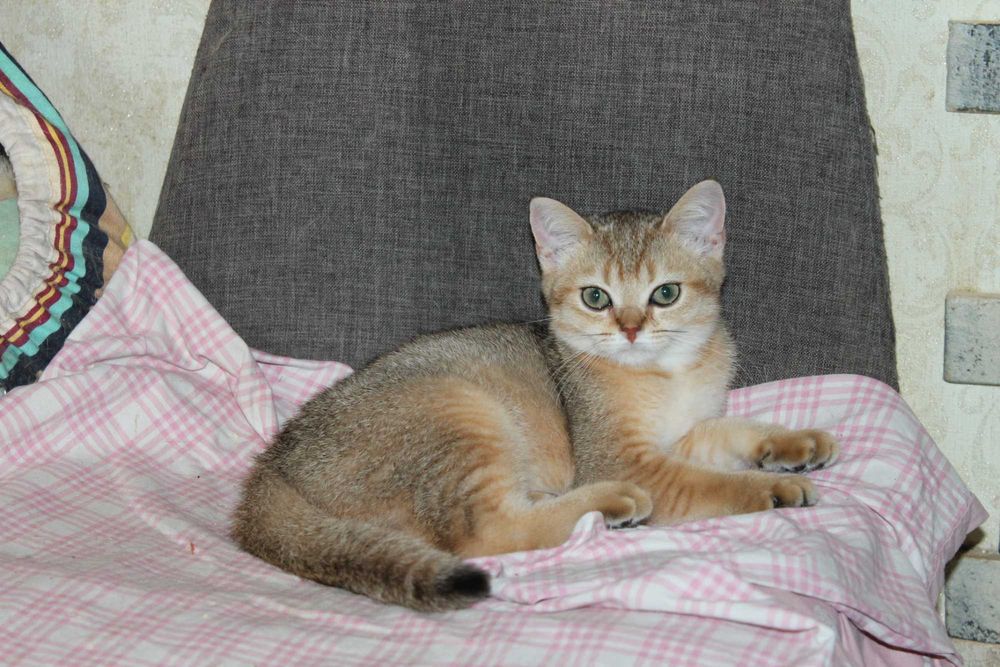 Акція вихідного дня Золоті шотландські котики