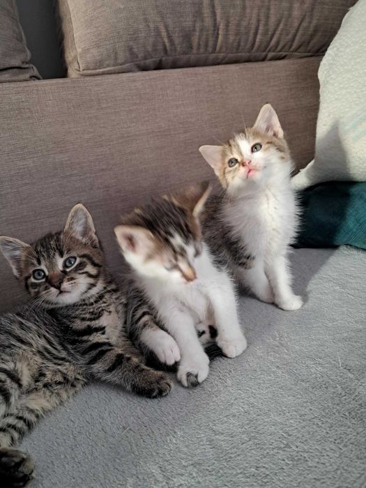 Oddam kotki za darmo