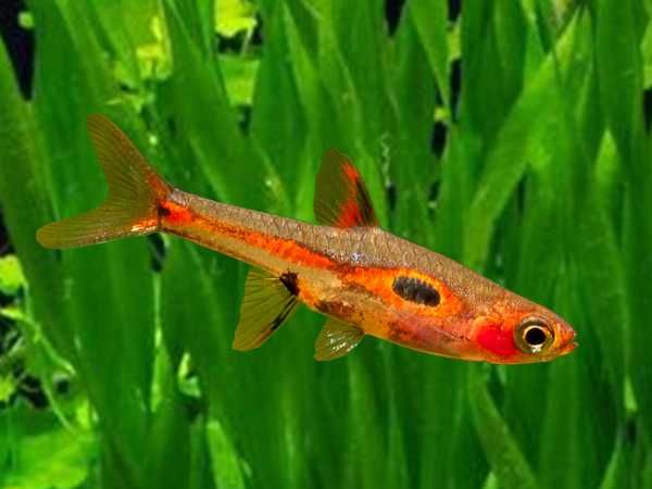 Razbora merah - Boraras merah - Rasbora - dowóz, wysyłka