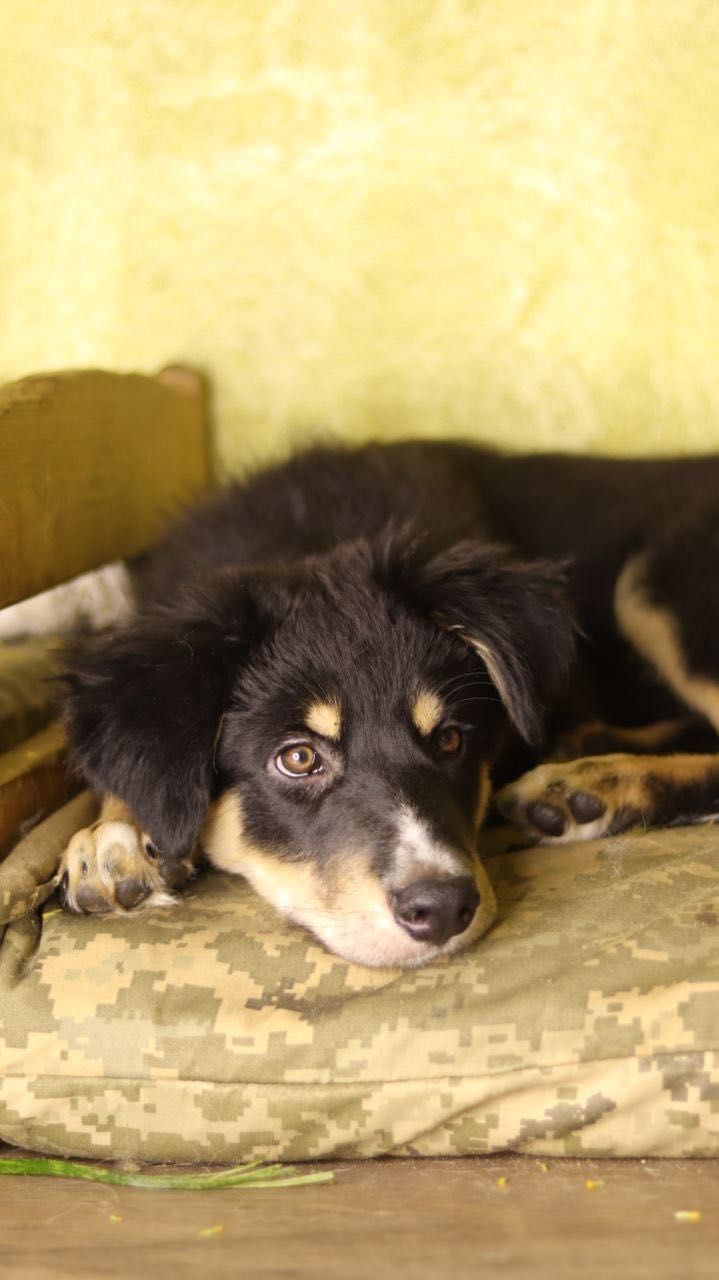 Цуцення хлопчик 5 місяців
