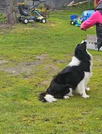 Border Collie z rodowodem