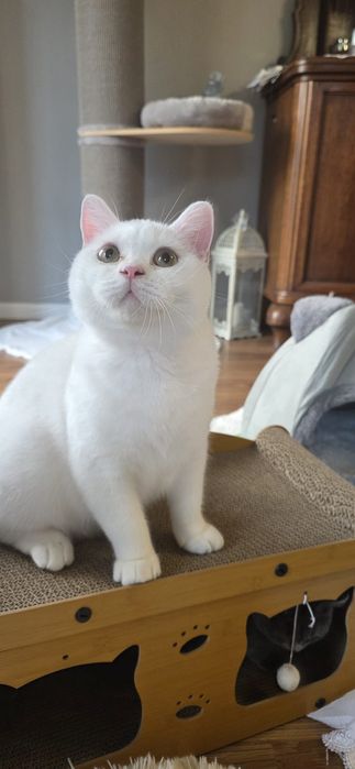 Cudowny Kocurek Brytyjski -opcja hodowlana