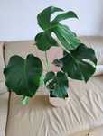 Monstera deliciosa , dekoracyjny kwiat doniczkowy