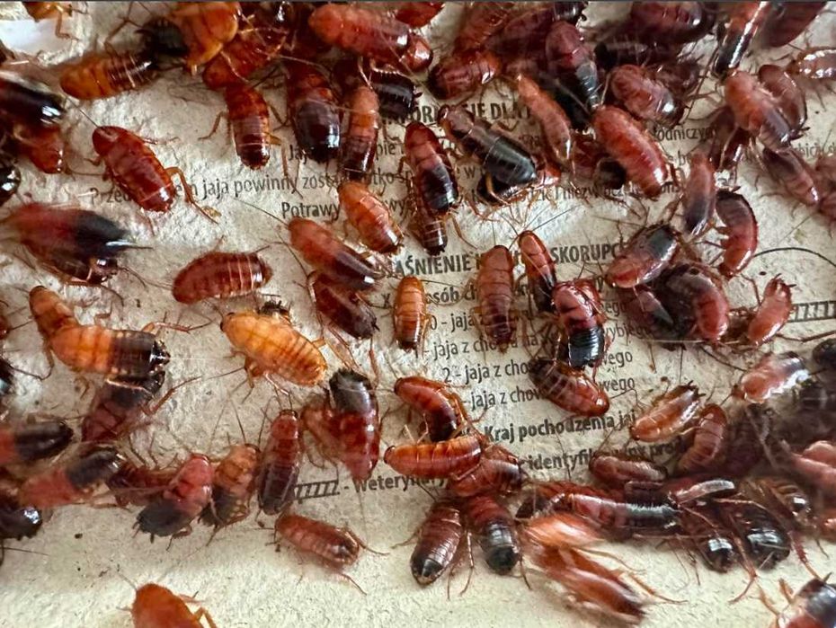 Karaczan turecki 500szt 1,5-3cm terrarium gekon pająk agama karaczany