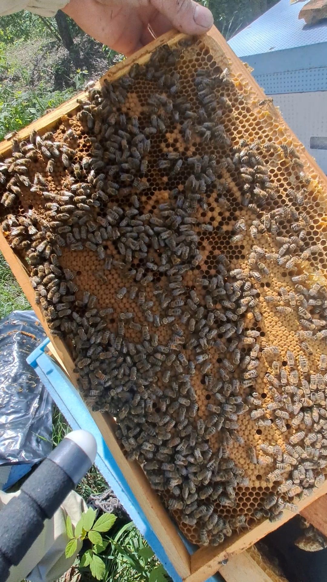 Бджолопакети, пчелопакеты.