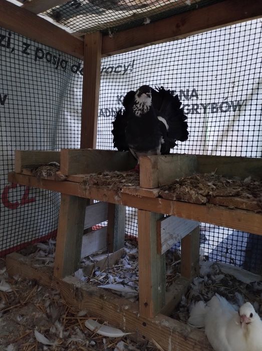 Gołębie pawiki dorosłe