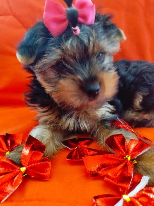 Цуценята малята йорки