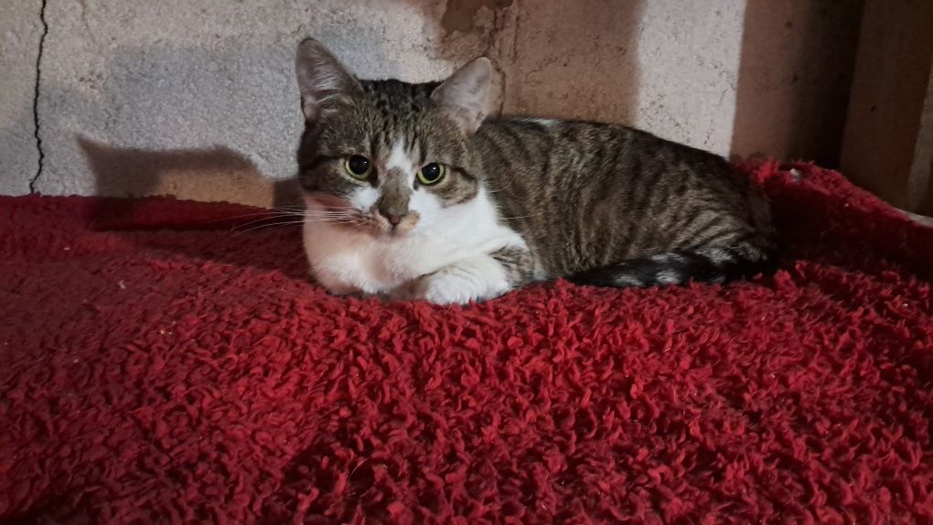 CLEO cudowna 2letnia koteczka szuka domu