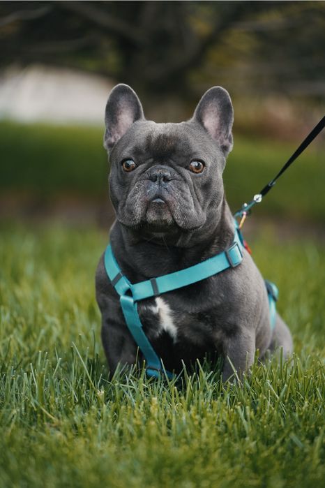 Вязка Французский бульдог