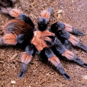 Павук птахоїд Паук птицеед для новачків Brachypelma Emilia