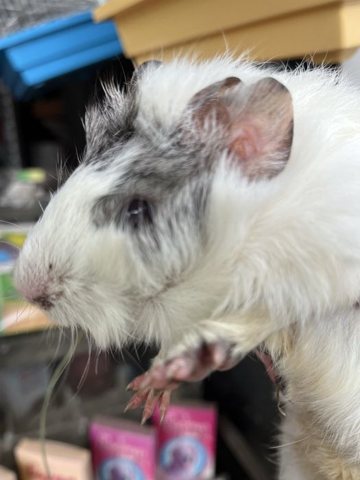 Морські свинки різного віку