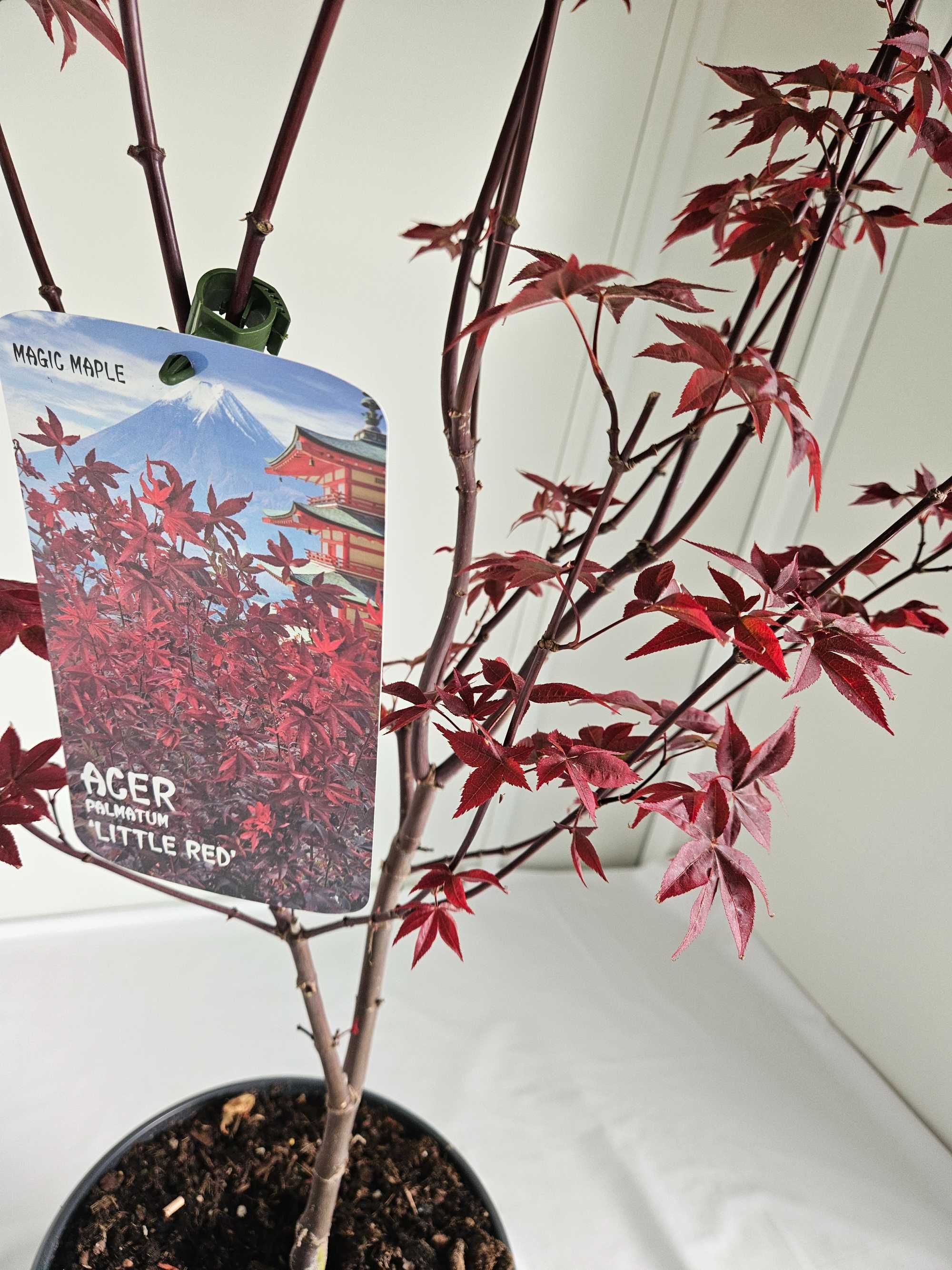 Bonsai – Klon japoński palmowy 'Little Red'