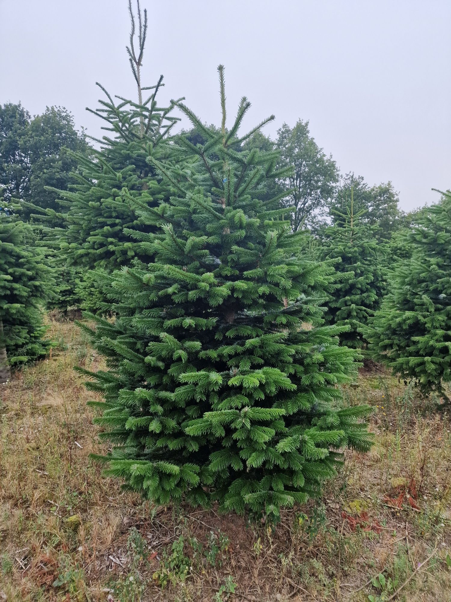 Jodła Kaukaska Plantacja Jodły w Danii