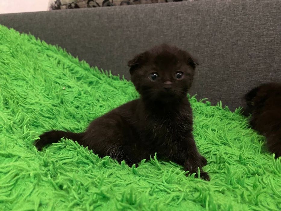Котеня Коростень