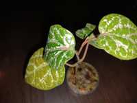 Piper crocatum sadzonka