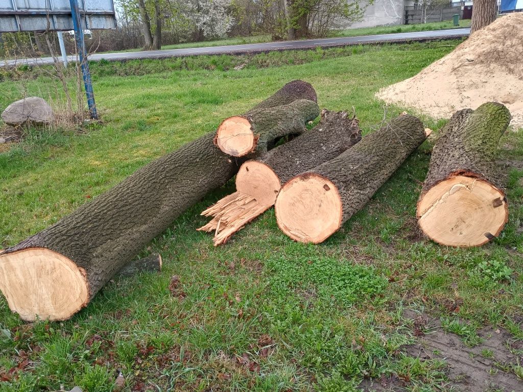 Dąb konary drewno