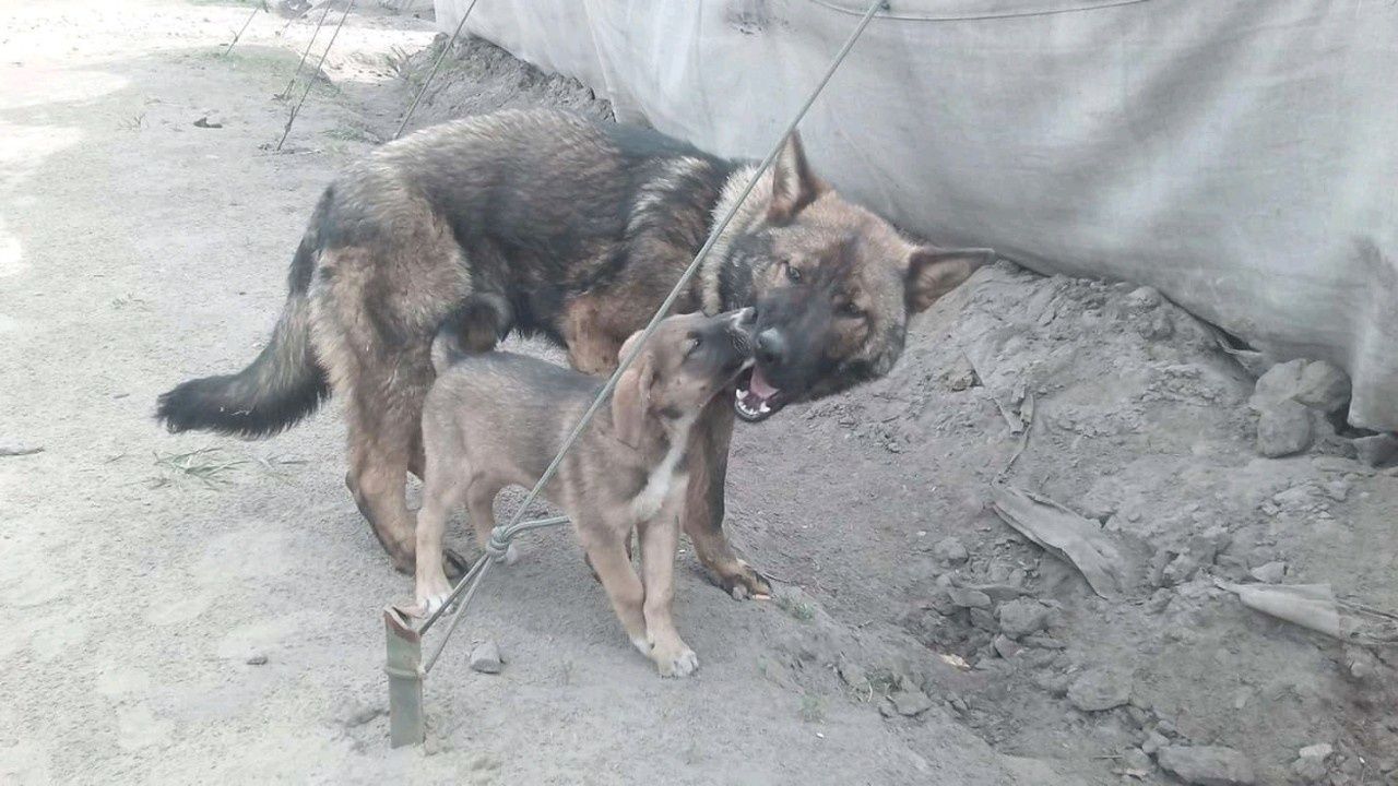 Рабочие собаки щенки и подростки