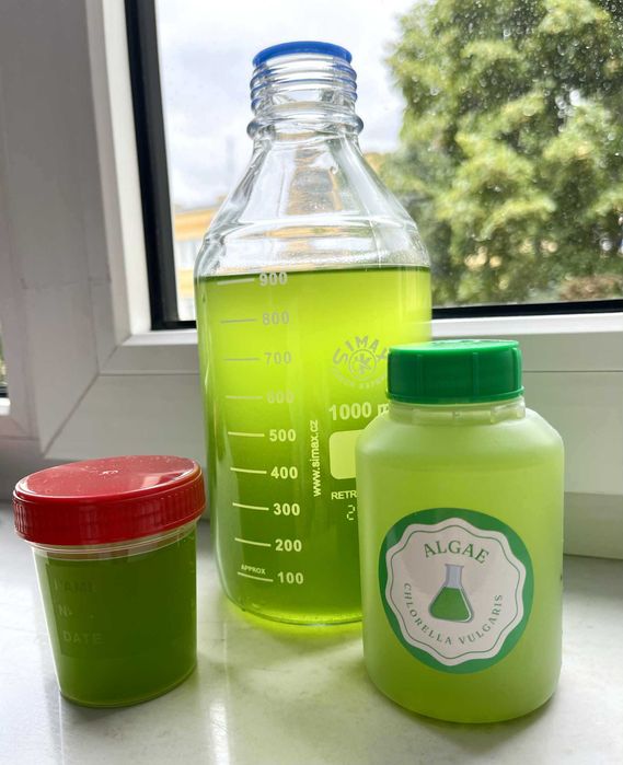 Algi Chlorella Vulgaris zywe 100 ml (glony)