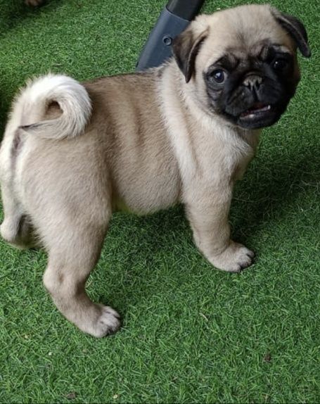 Mops szczenie  z rodowodem