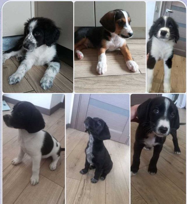 Цуценята метис спаніеля і естонської гончої