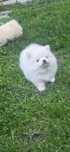 Szpic miniaturowy Pomeranian