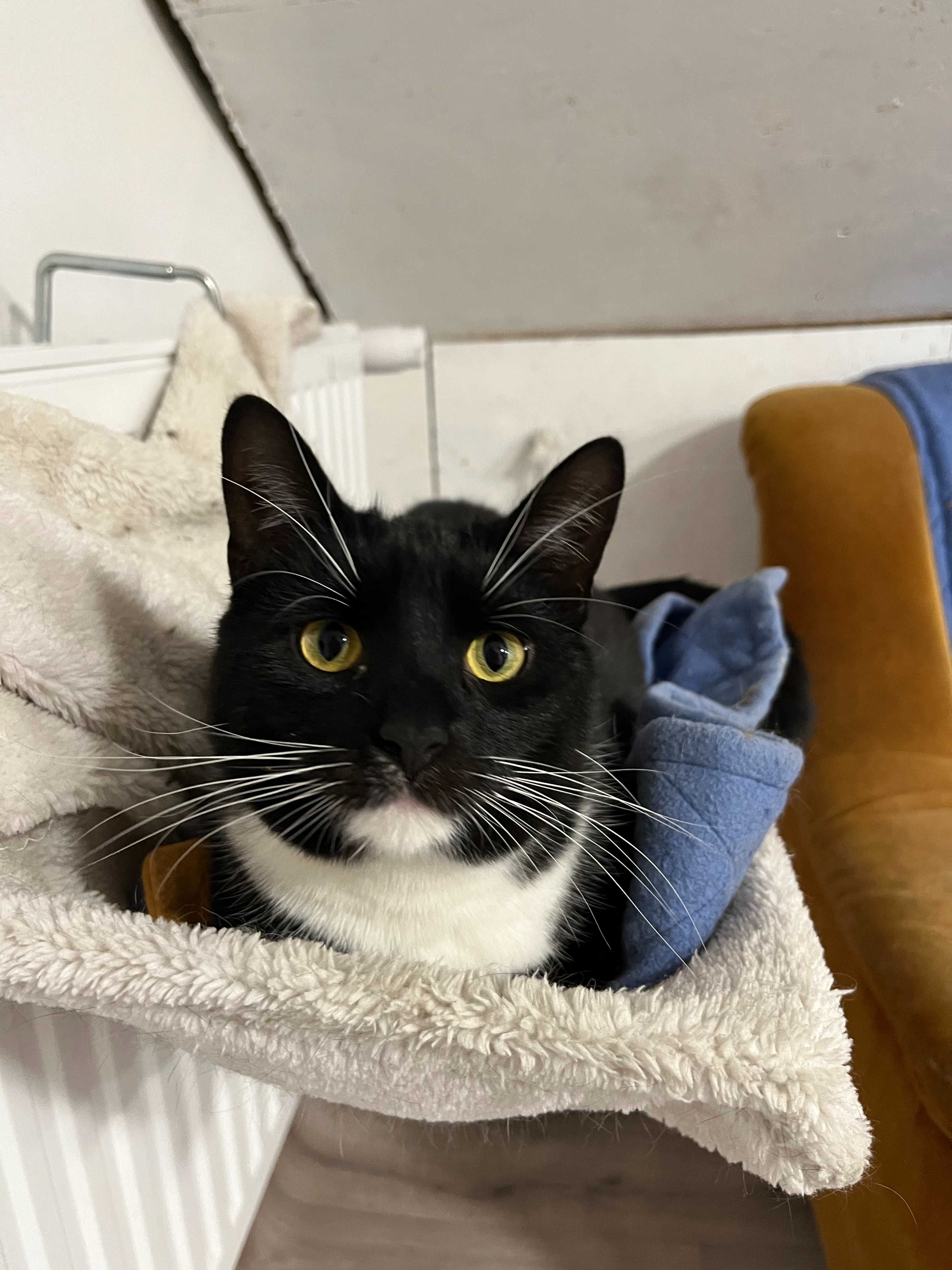 Hania, Frania, Zuzia, Rózia, Matylda siostrzyczki do adopcji