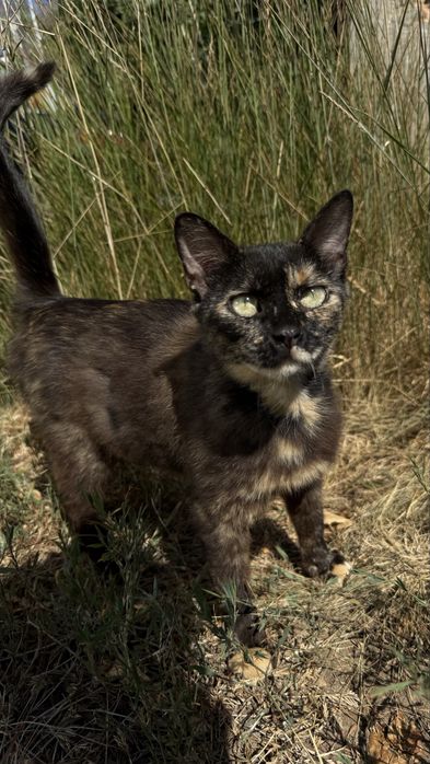 Стерилизованная девочка, кошка, котенок