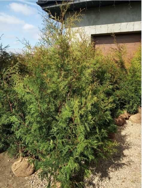 Tuja brabant 170cm, szmaragd do 300cm, dowóz gratis, sadzimy