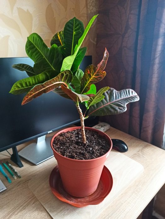 Денежное дерево - Красула,, Кротон.