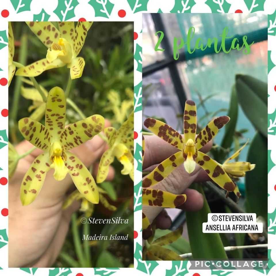 Orquídea Ansellia africana