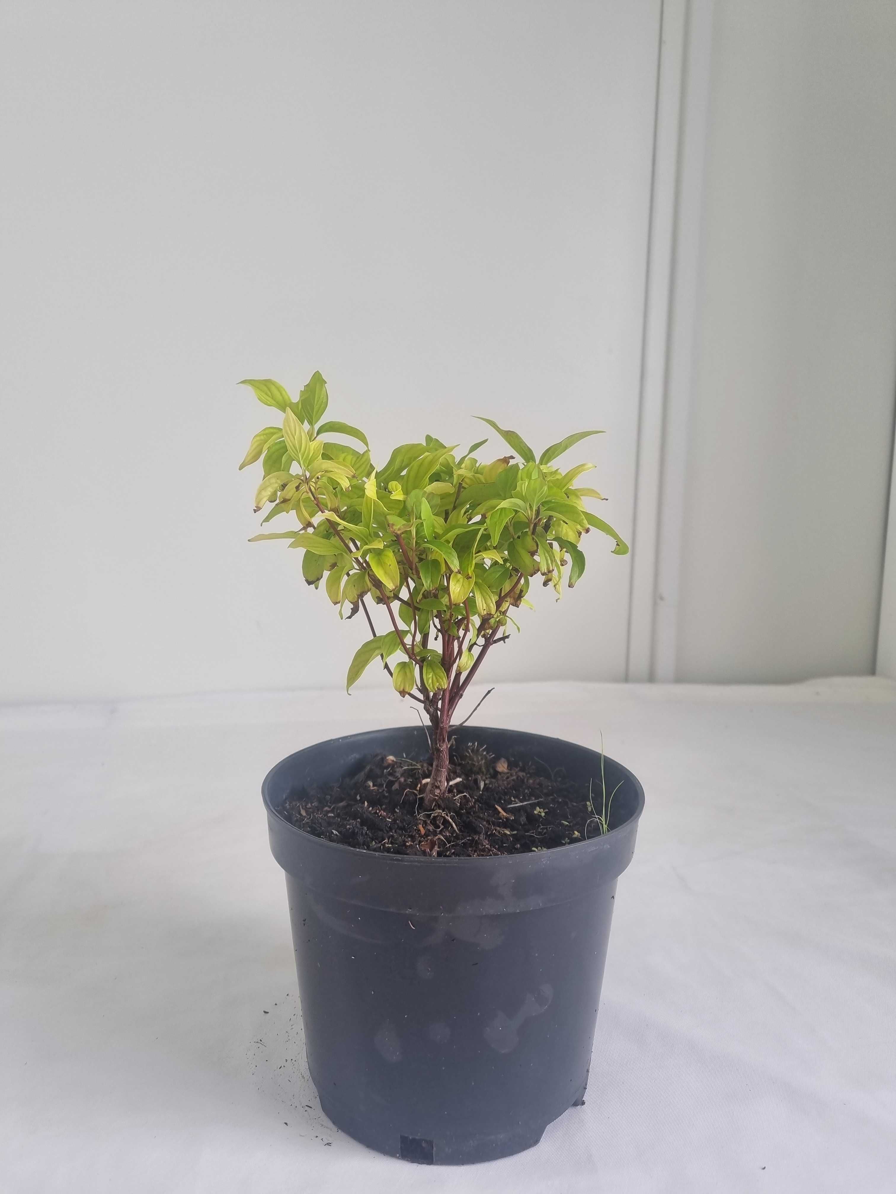 Dereń Rozłogowy 'Kelsey' – Kompaktowy Krzew Ozdobny, Wys. 30 cm, 2L